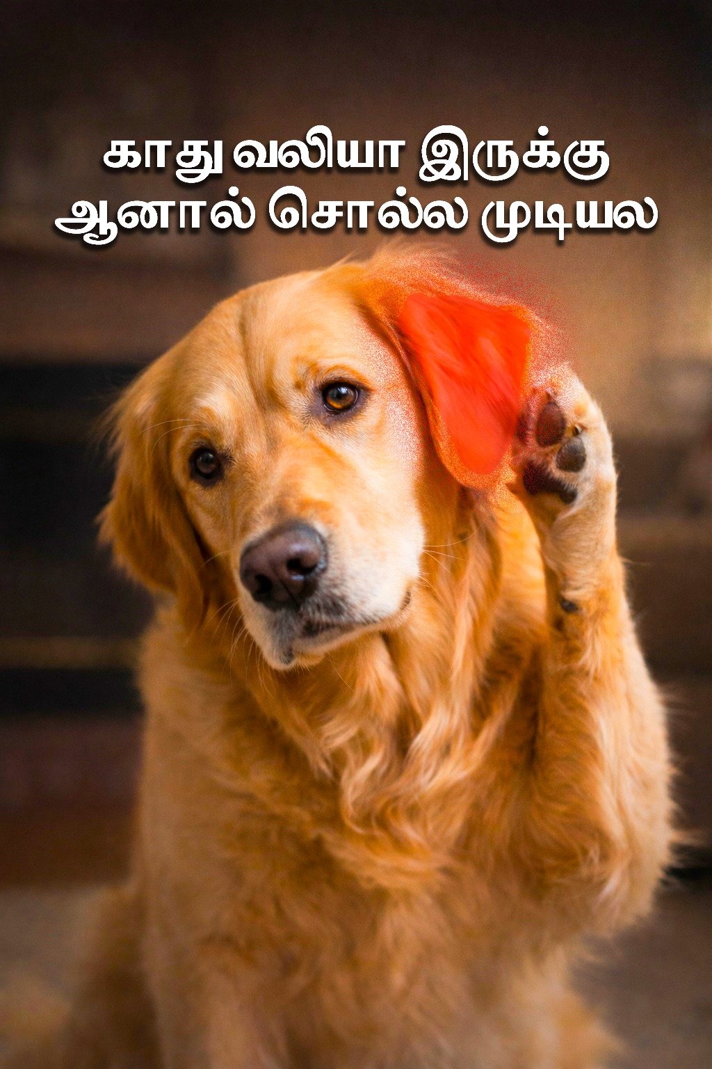 🐶 Is your Golden Retriever making you feel calm the moment you see th…
